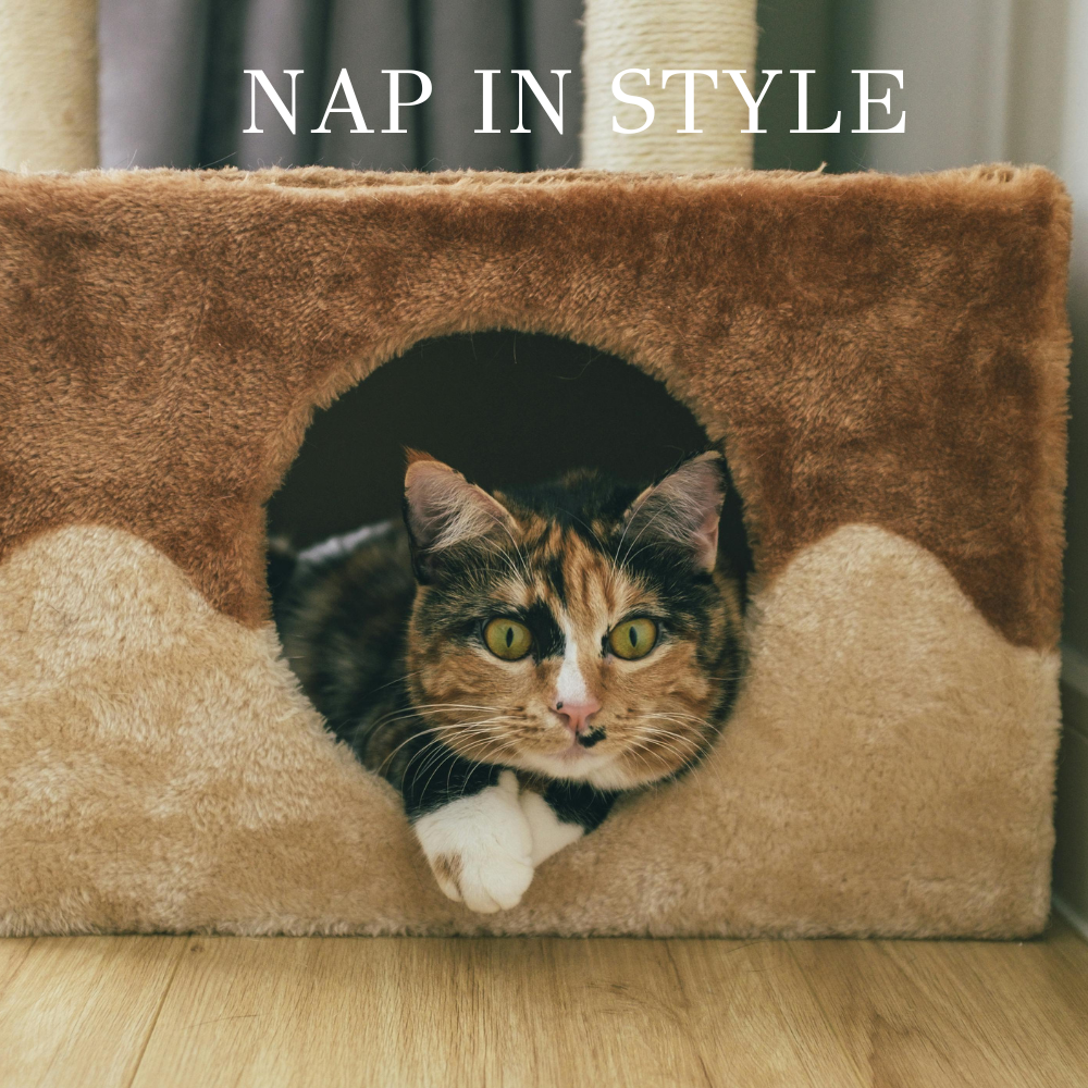 Cat Essentials